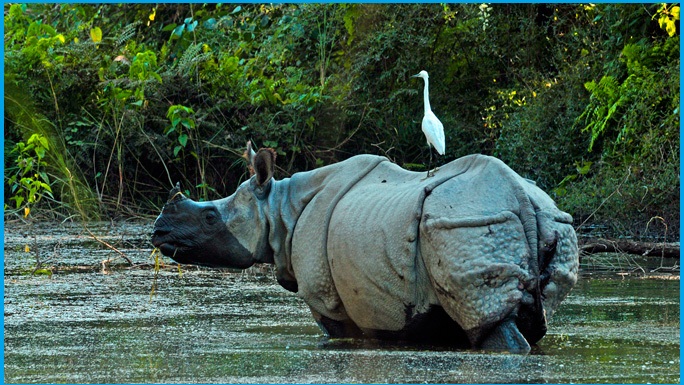 https://www.himalayansherpaholidays.com/activity/wildlife-tour-in-nepal-jungle-safari/
